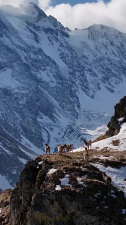 Национальный парк приэльбрусье животные скачать фон 720 x 1280