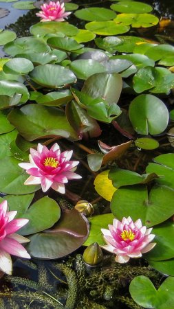 Водяная лилия кувшинка