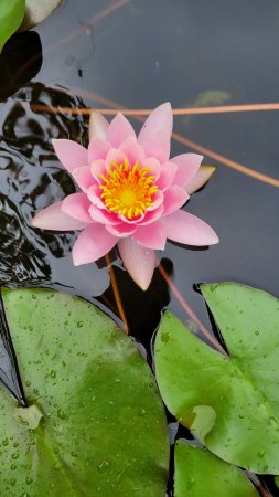 Лотос кувшинка водяная лилия