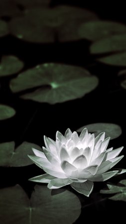 White water lily