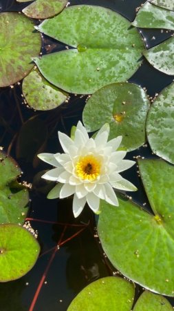 Водяная лилия нимфея nymphaea marliacea albida