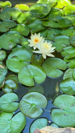 Yellow water lily