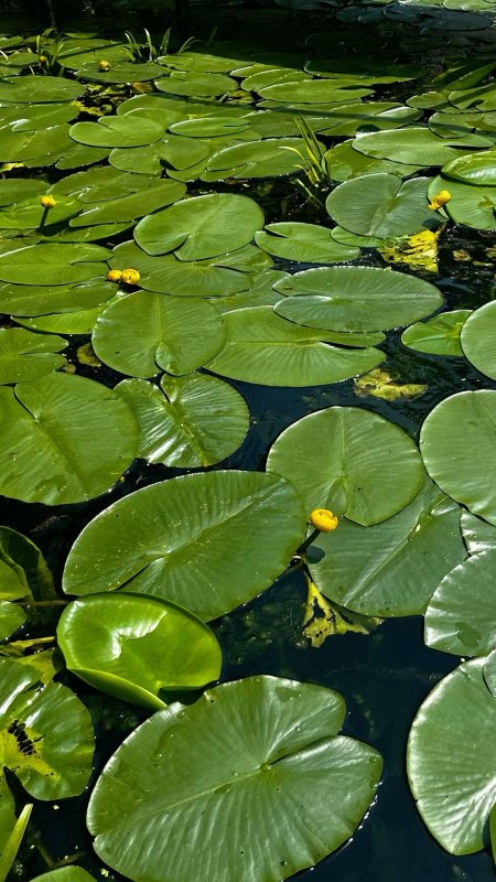Nuphar lutea