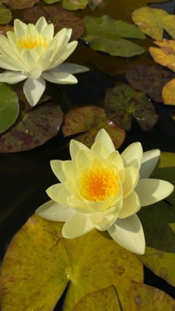Нимфея marliacea chromatella
