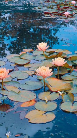 Water lily pond
