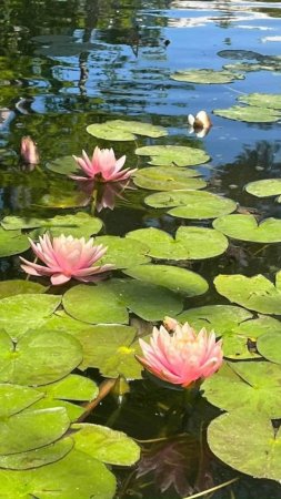 Pond with water lilies