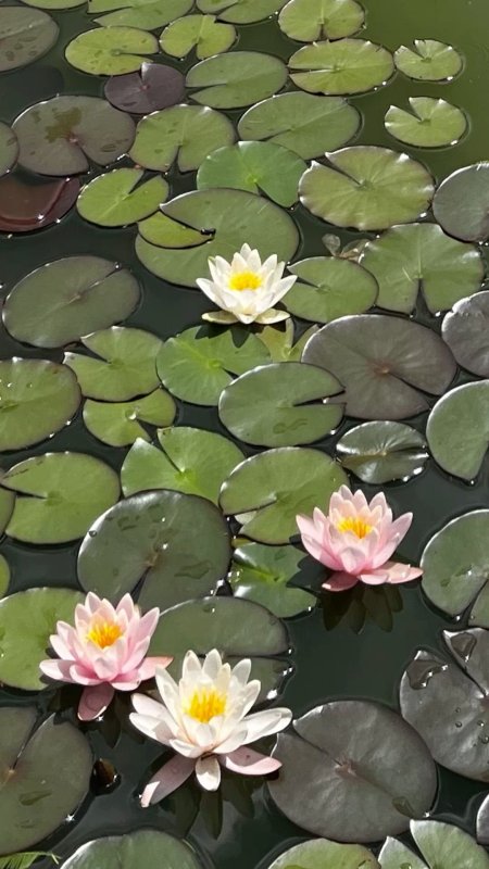 Водное растение