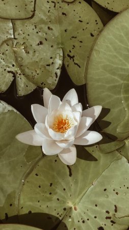 Nymphaea tetragona