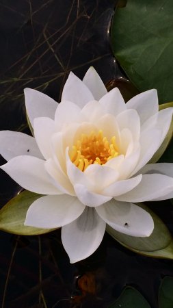 Nymphaea prapunt white hardy waterlily