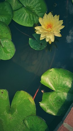 Нимфея yellow sensation