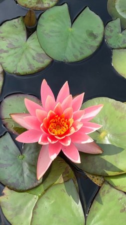 Nymphaea mexicana