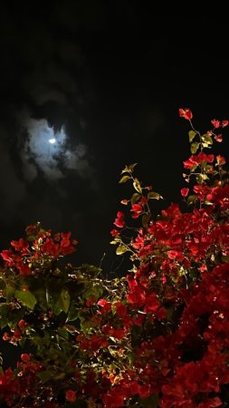Цветы в ночи