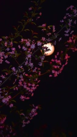 Moon cherry blossom