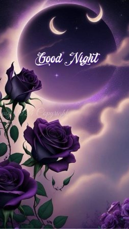 A purple rose with the words good night and sweet dreams