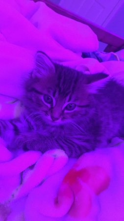 Котики милые