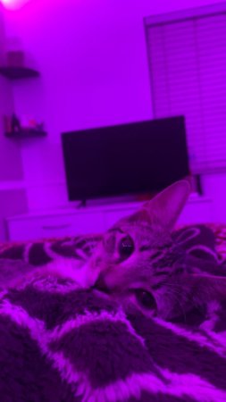 Cat under purple light