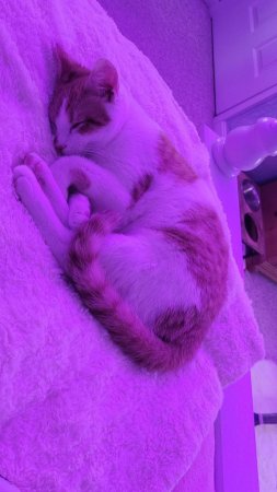 Фиолетовый котик