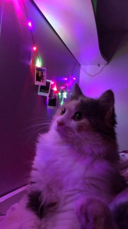 Смешные коты