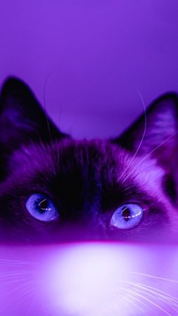 Фиолетовая кошка