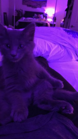 Кошка фиолетовая