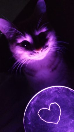 Неоновые коты