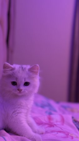 Милые кошечки