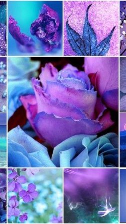 Сине фиолетовые цветы