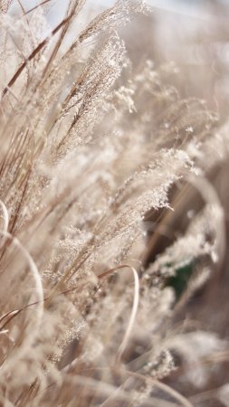 Pampas grass скачать фон 1424 x 2532