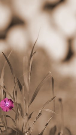 Цветы сепия скачать фон 2160 x 3840