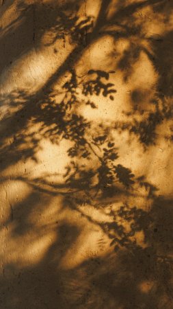 Shadow of a tree скачать фон 1080 x 1920