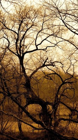 Дерево пейзаж скачать фон 720 x 1280