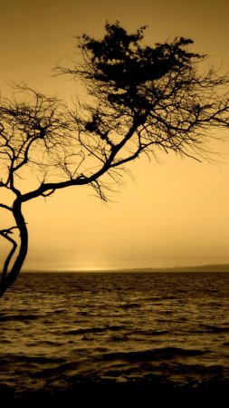 Sepia sunset скачать фон 1424 x 2532