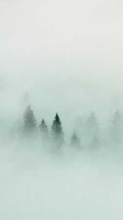 Лес туман