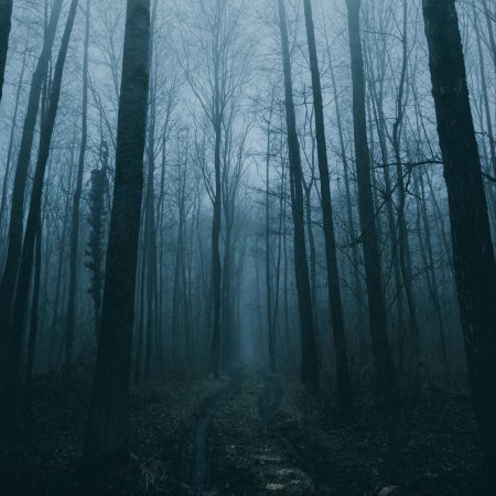 Туманные серые леса