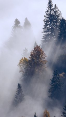 Misty forest