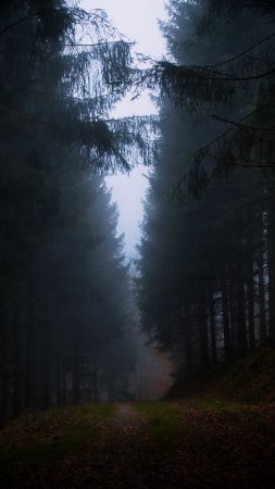 Темная природа