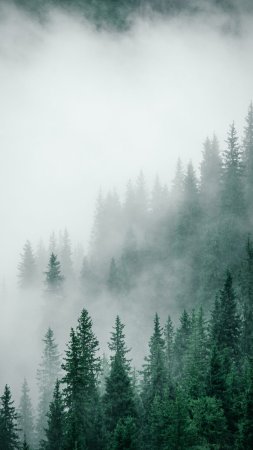 Лес и туман