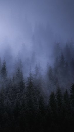 Fog dark forest tress landscape