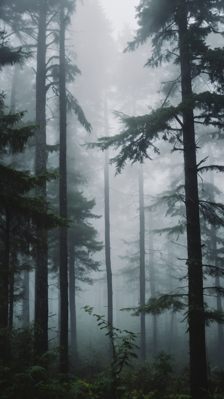 Misty forest wallpaper