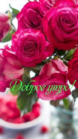 Розы цветы