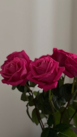 Роза 🌹