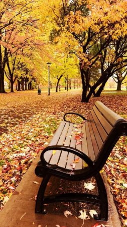 A park bench in the fall with leaves on ground скачать фон 1424 x 2532