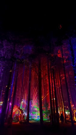 Фестиваль electric forest