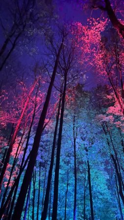 Mystical forest