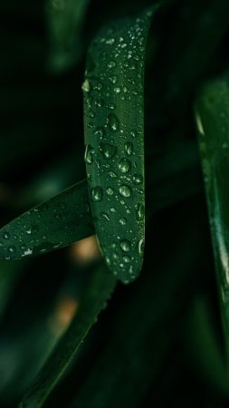 Обои на телефон макро