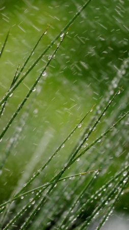 Grass macro