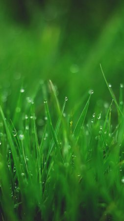 Зеленая трава