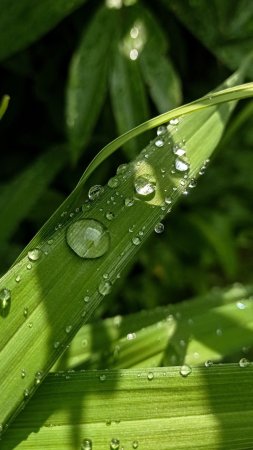 Вода капли