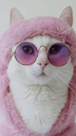 Котики в очках