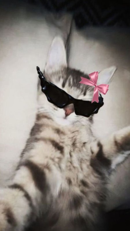 Коты в очках